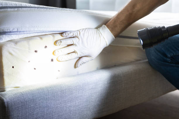 Professional Pest Control in Bear Creek Ranch, TX