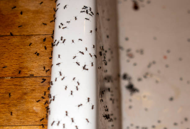 Best Ant Control Services  in Bear Creek Ranch, TX