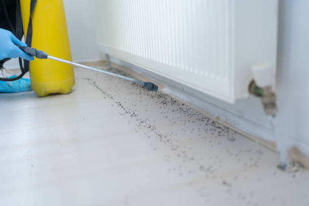 Best Flea Control Services  in Bear Creek Ranch, TX